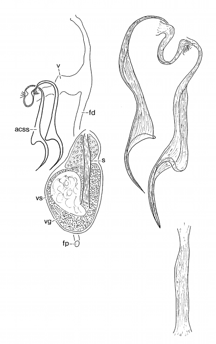Boreocelis filicauda Boreocelis filicauda