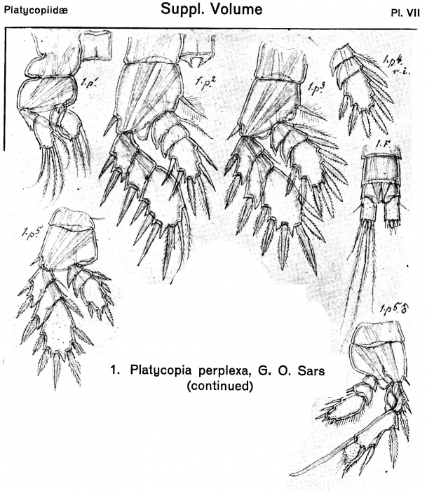 Platycopia perplexa from Sars, G.O. 1919