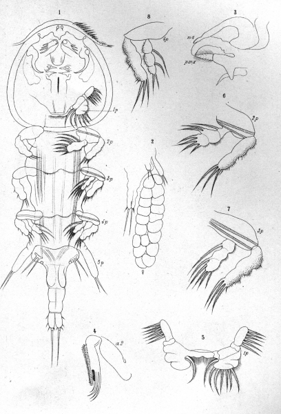 Pseudoeucanthus alosae from Brian, A 1906