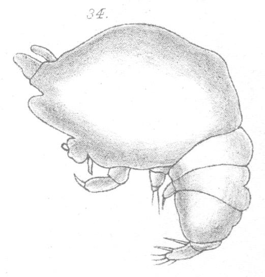 Chondracanthus ornatus from Scott, T 1902