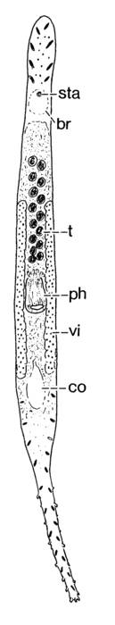 Boreocelis filicauda Boreocelis filicauda