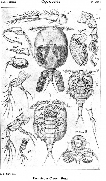 Eunicicola clausi from Sars, G.O. 1918