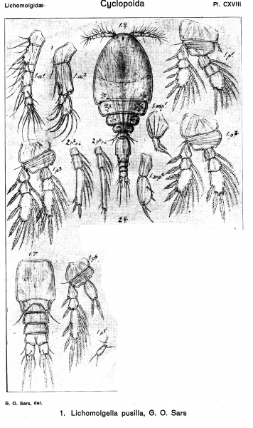 Lichomolgella pusilla from Sars, G.O. 1918