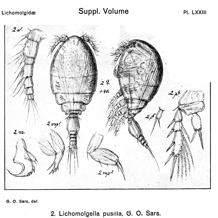 Lichomolgella pusilla from Sars, G.O. 1918