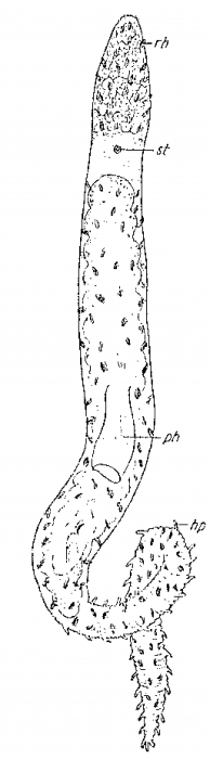Boreocelis urodasyoides Boreocelis urodasyoides