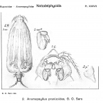 Anomopsyllus pranizoides from Sars, G.O. 1921