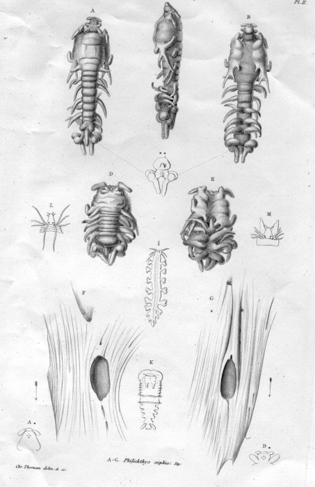 Philichthys xiphiae from Steenstrup 1862