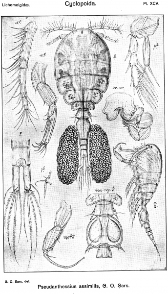 Pseudanthessius assimilis from Sars, G.O. 1917