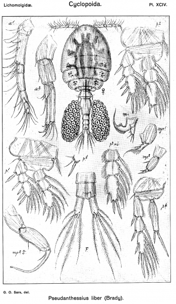 Pseudanthessius liber from Sars, G.O. 1917