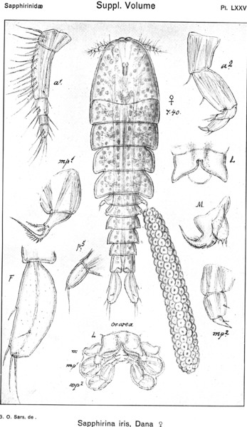 Sapphirina iris from Sars, G.O. 1921