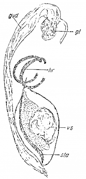 Boreocelis urodasyoides