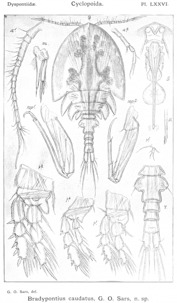 Bradypontius caudatus from Sars, G.O. 1915