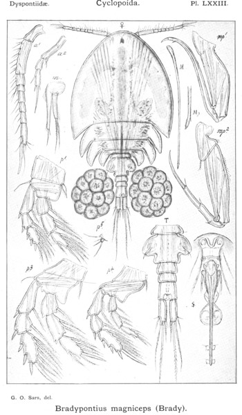 Bradypontius magniceps from Sars, G.O. 1915