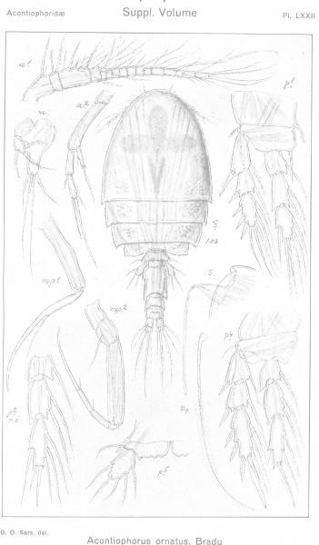 Acontiophorus ornatus from Sars, G.O. 1921