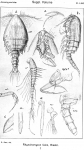 Rhynchomyzon falco from Sars, G.O. 1921