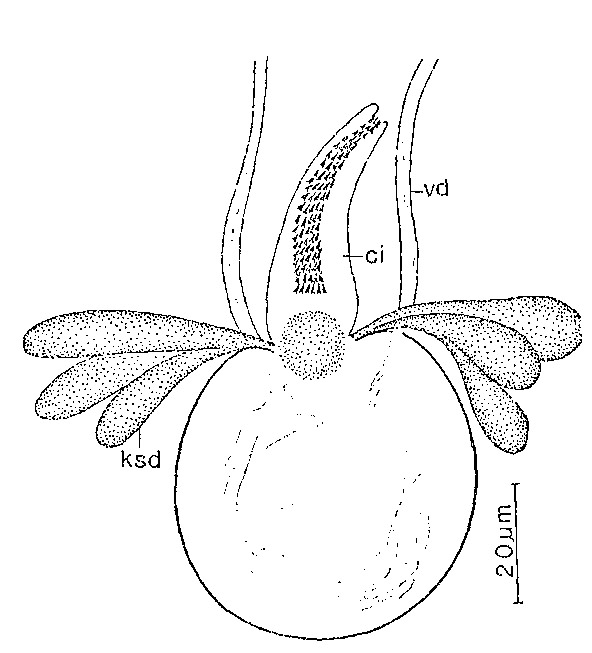 Duplominona canariensis Duplominona canariensis