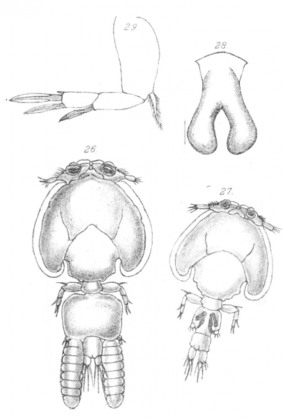 Caligus labracis from Scott, T 1902