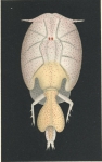 Lepeophtheirus nordmanni from Brian, A 1906