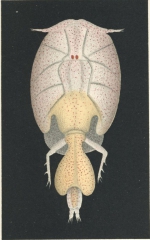 Lepeophtheirus nordmanni 