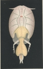 Lepeophtheirus nordmanni 