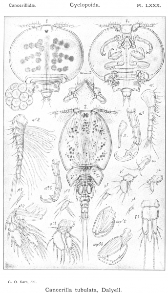 Cancerilla tubulata from Sars, G.O. 1915