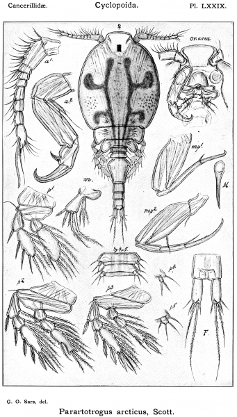 Parartotrogus arcticus from Sars, G.O. 1915