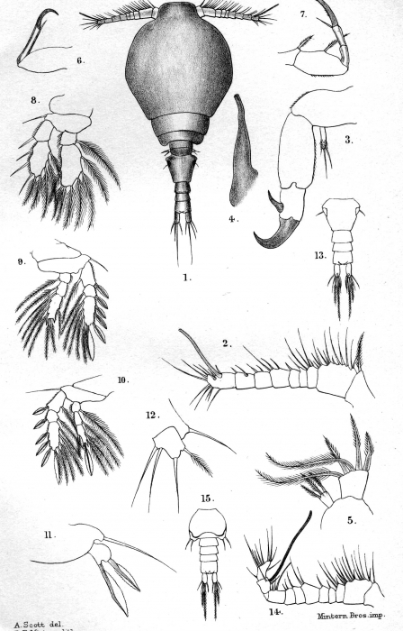Parartotrogus richardi from Scott, T. & A. 1901