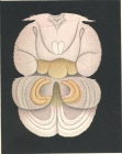 Philorthragoriscus serratus from Brian, A 1906