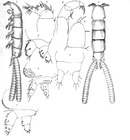 Eudactylina acanthii from Scott, T 1902