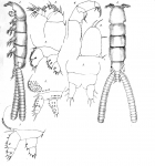 Eudactylina acanthii from Scott, T 1902
