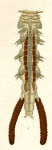 Eudactylina acuta from Brian, A 1906
