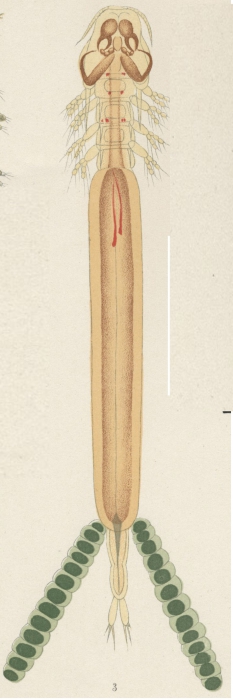 Kroyeria lineata from Brian, A 1906