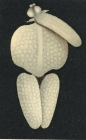 Clavella alata 