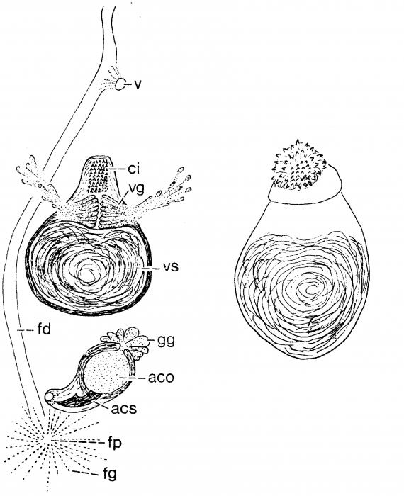 Duplominona corsicana