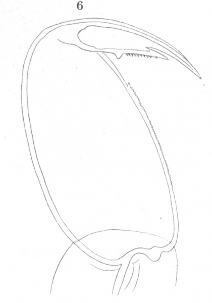 Clavella denticis from Brian, A 1906