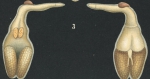 Naobranchia cygniformis from Brian, A 1906
