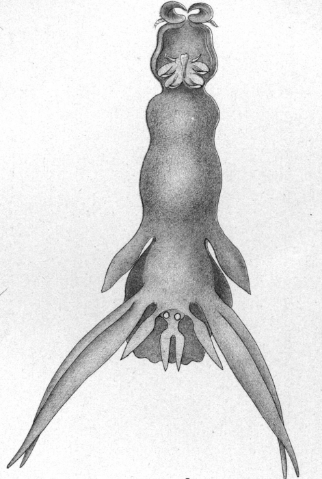 Lernanthropus micropterygis (as L. gisleri) from Brian, A 1906