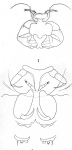 Lernanthropus trachuri from Brian, A 1906