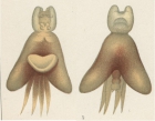Lernanthropus trachuri from Brian, A 1906