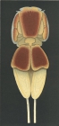 Echthrogaleus coleoptratus from Brian, A 1906