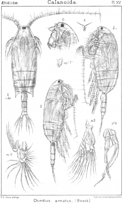 Chiridius armatus from Sars, G.O. 1901