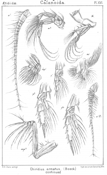 Chiridius armatus from Sars, G.O. 1901