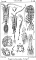 Crustacea (crustaceans)