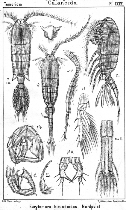 Eurytemora hirundoides from Sars, G.O. 1902