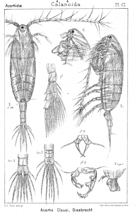 Acartia clausi from Sars, G.O. 1903