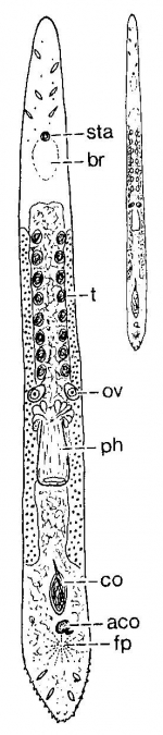 Duplominona longicirrus