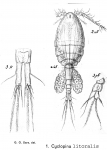 Cyclopina littoralis from Sars, G.O. 1902