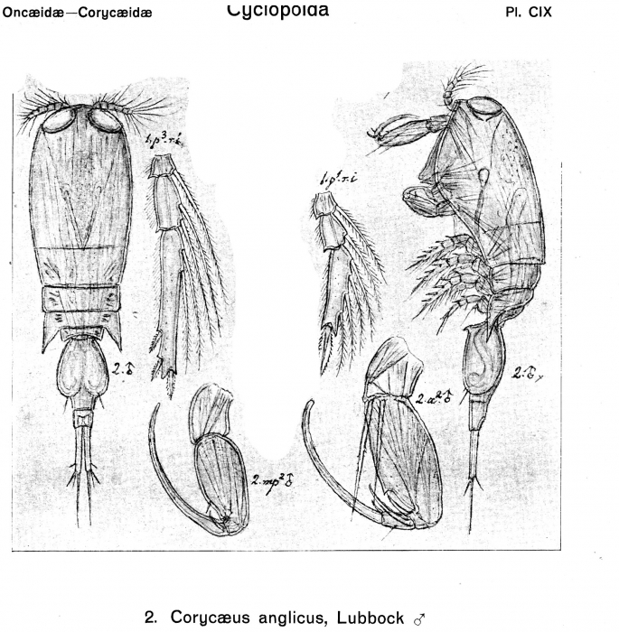 Corycaeus anglicus from Sars, G.O. 1918