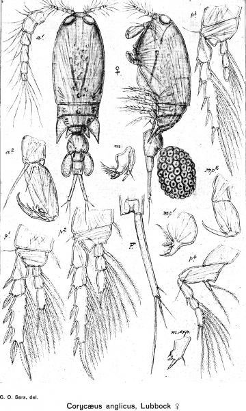 Corycaeus anglicus from Sars, G.O. 1918