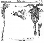 Microcalanus pusillus from Sars, G.O. 1903